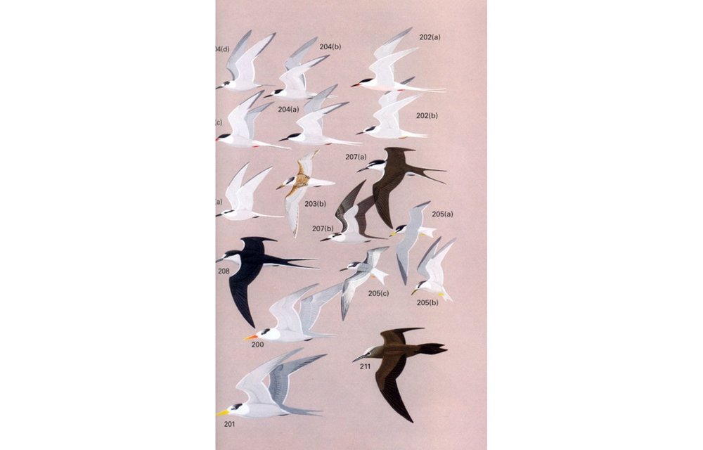 A Field Guide to the Birds of Peninsular Malaysia and Singapore
