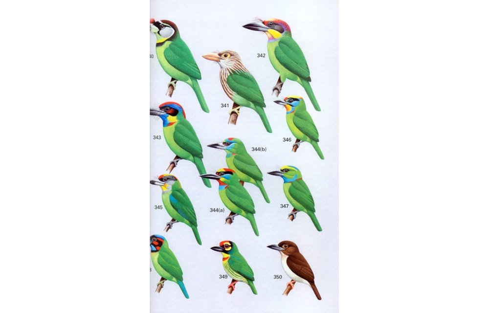 A Field Guide to the Birds of Peninsular Malaysia and Singapore