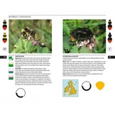 Field Guide to the Bumblebees of Great Britain & Ireland