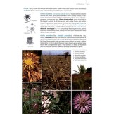 Field Guide to the Wild Flowers of the Algarve  - Second Edition