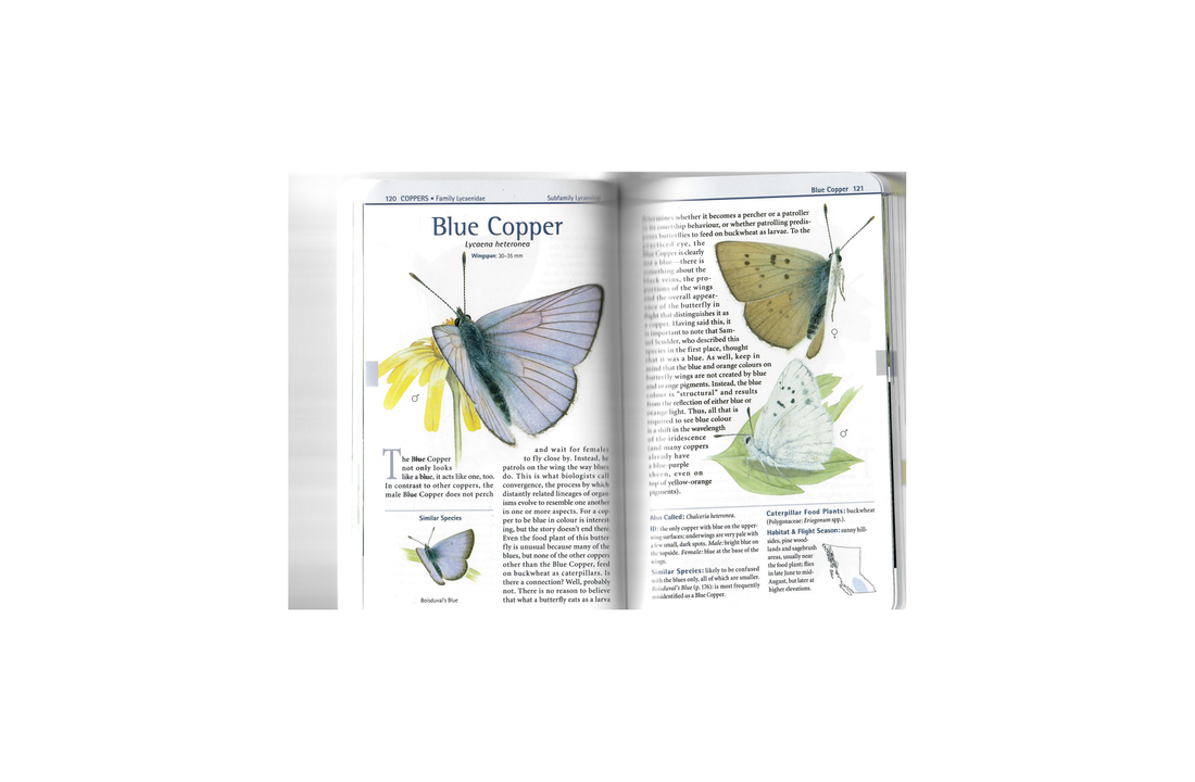 Butterflies of British Columbia