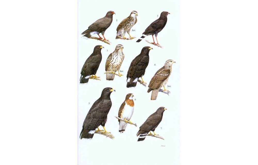 Guide to the Birds of Honduras