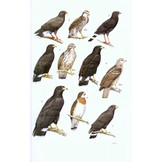 Guide to the Birds of Honduras