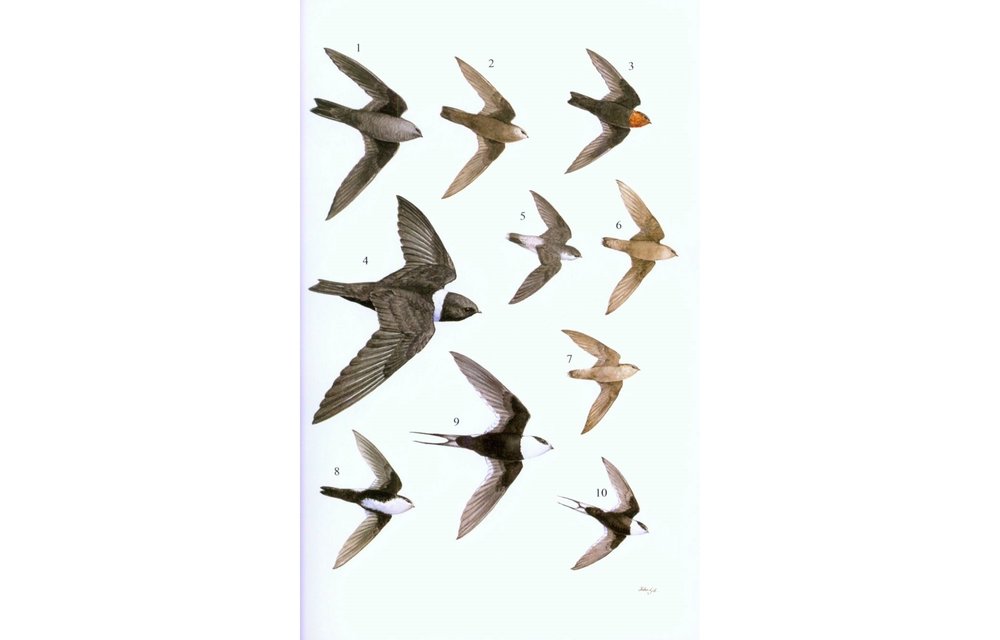 Guide to the Birds of Honduras