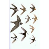 Guide to the Birds of Honduras