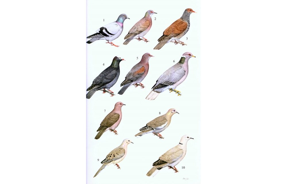 Guide to the Birds of Honduras