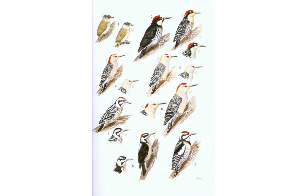 Guide to the Birds of Honduras