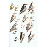 Guide to the Birds of Honduras