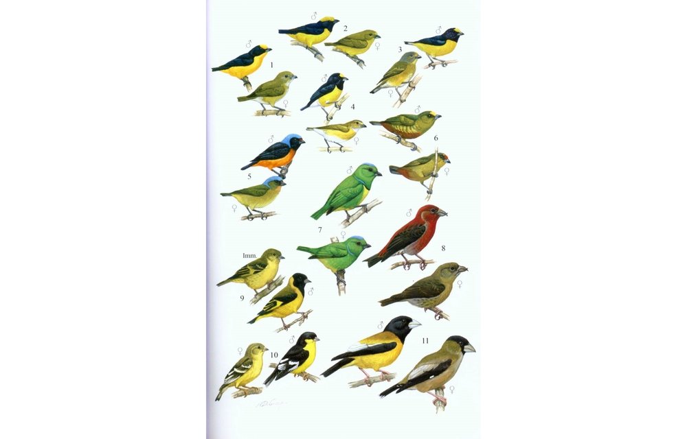 Guide to the Birds of Honduras