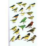 Guide to the Birds of Honduras