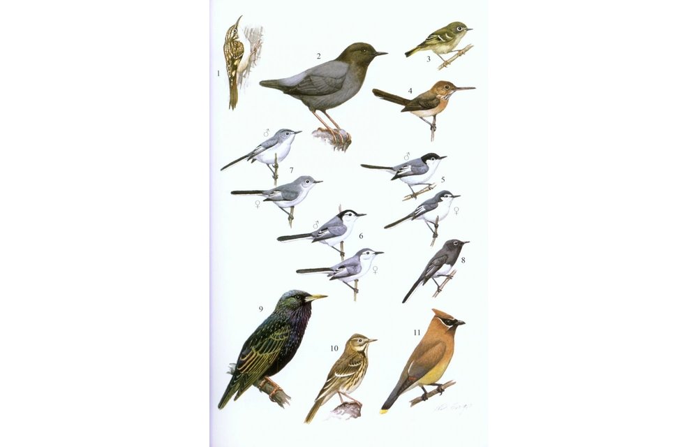 Guide to the Birds of Honduras