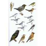 Guide to the Birds of Honduras
