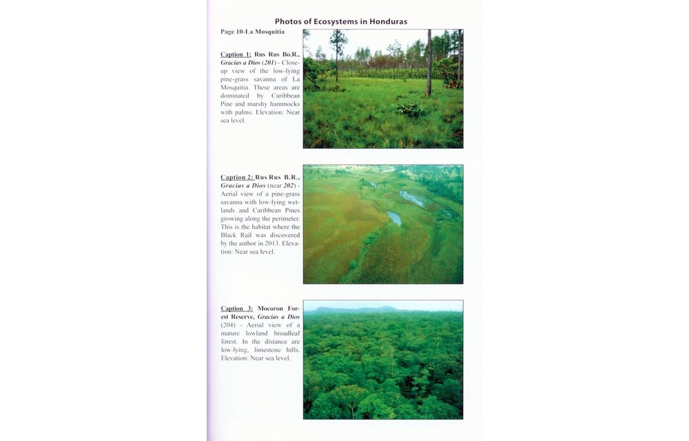 Guide to the Birds of Honduras
