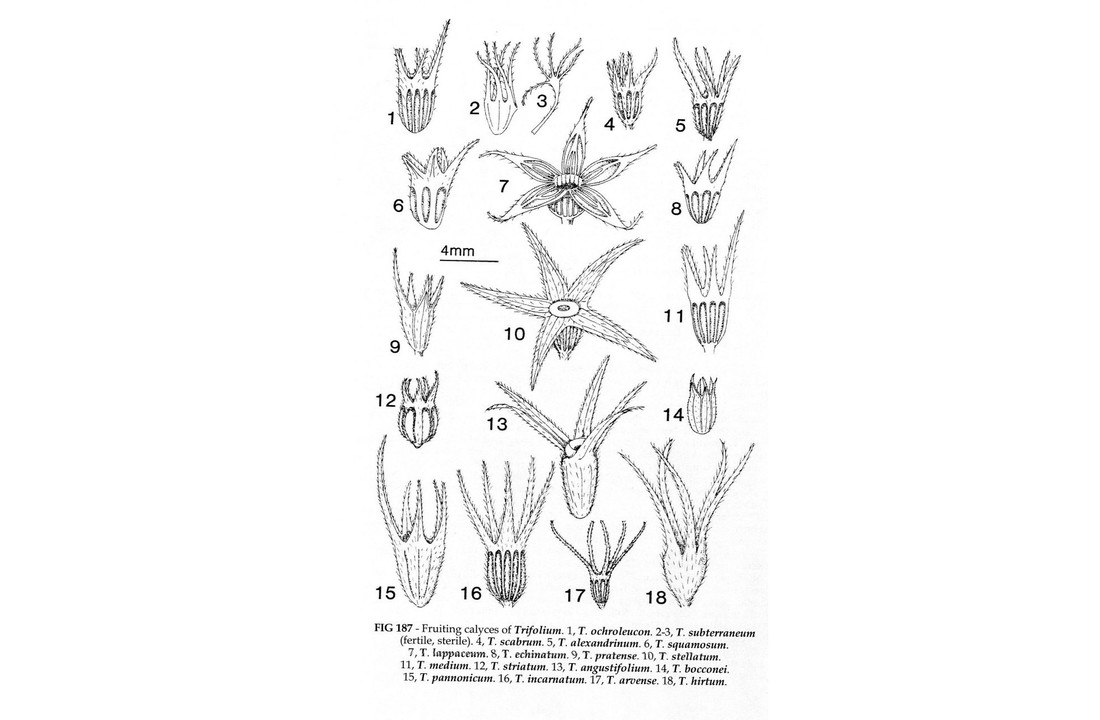New Flora of the British Isles - Fourth Edition