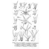 New Flora of the British Isles - Fourth Edition