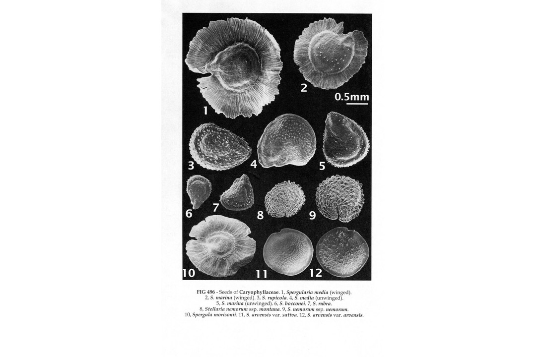 New Flora of the British Isles - Fourth Edition
