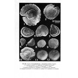 New Flora of the British Isles - Fourth Edition