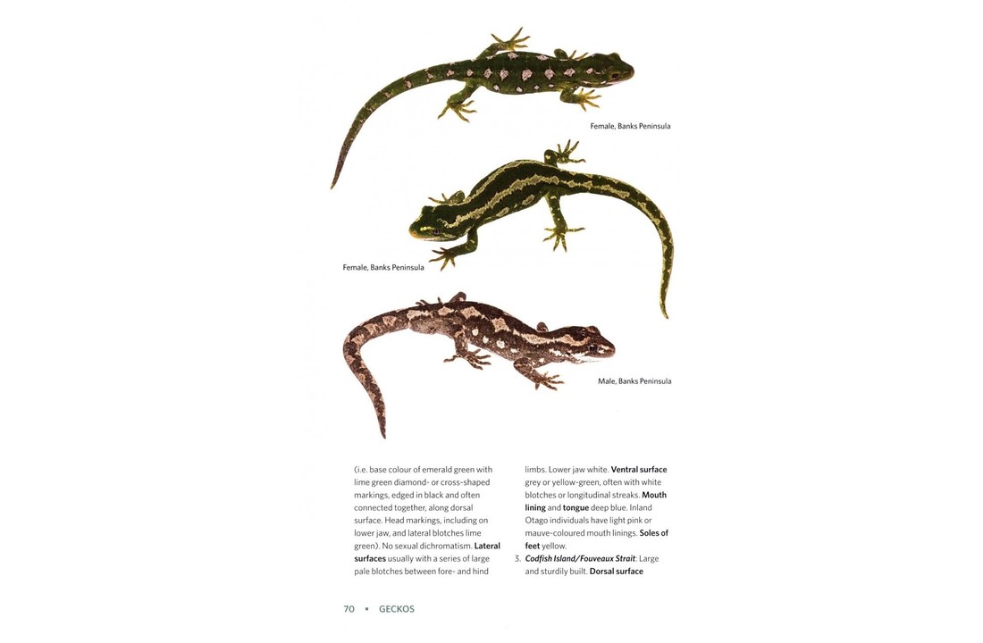 Reptiles & Amphibians of New Zealand - A Field Guide