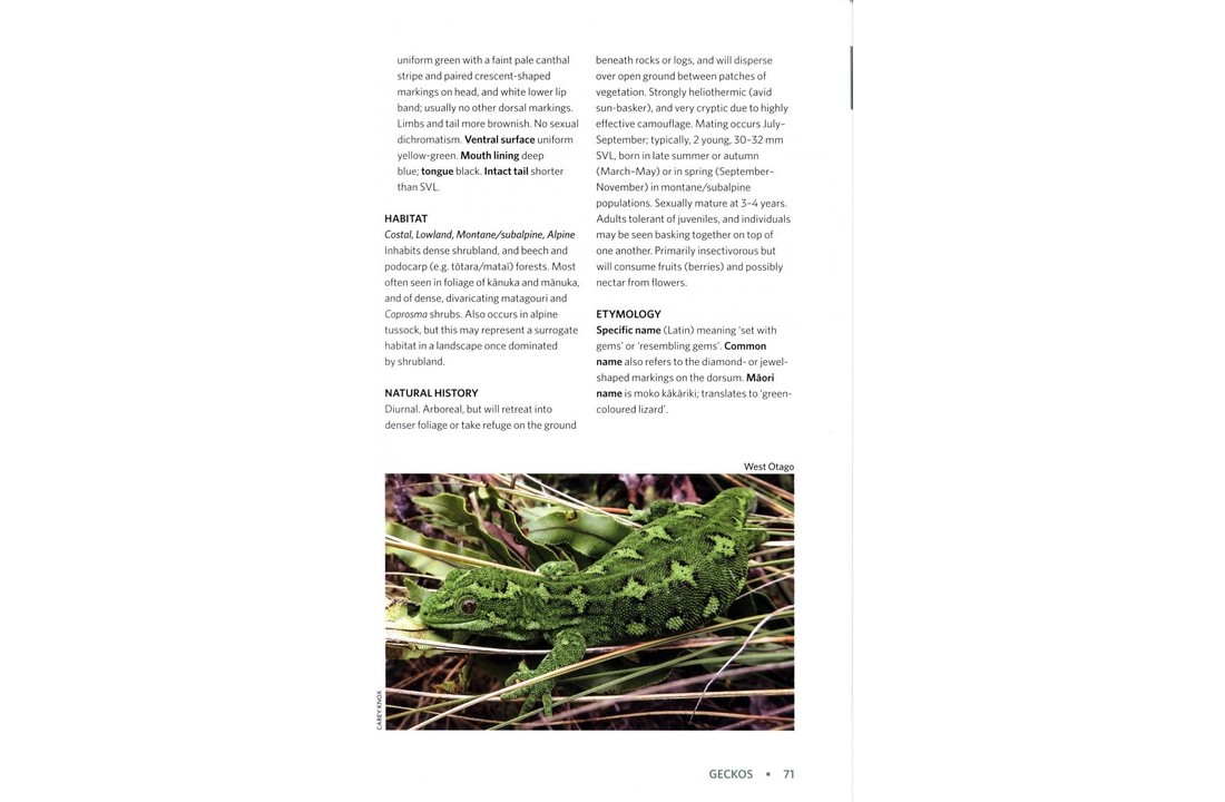Reptiles & Amphibians of New Zealand - A Field Guide