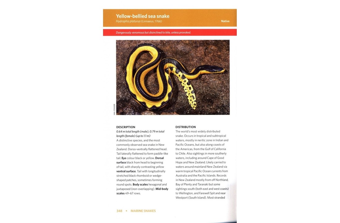 Reptiles & Amphibians of New Zealand - A Field Guide