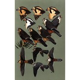 Birds of Prey of the West - A Field Guide