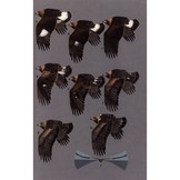 Birds of Prey of the West - A Field Guide