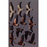 Birds of Prey of the West - A Field Guide