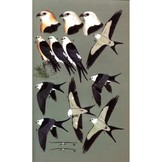 Birds of Prey of the East - A Field Guide