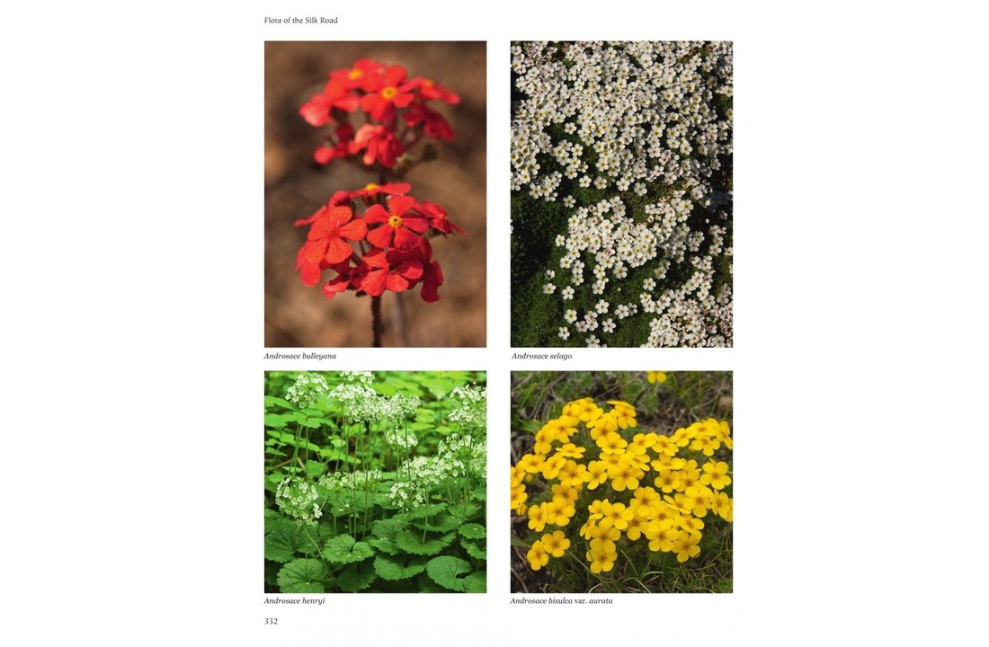Flora of the Silk Road - An Illustrated Guide
