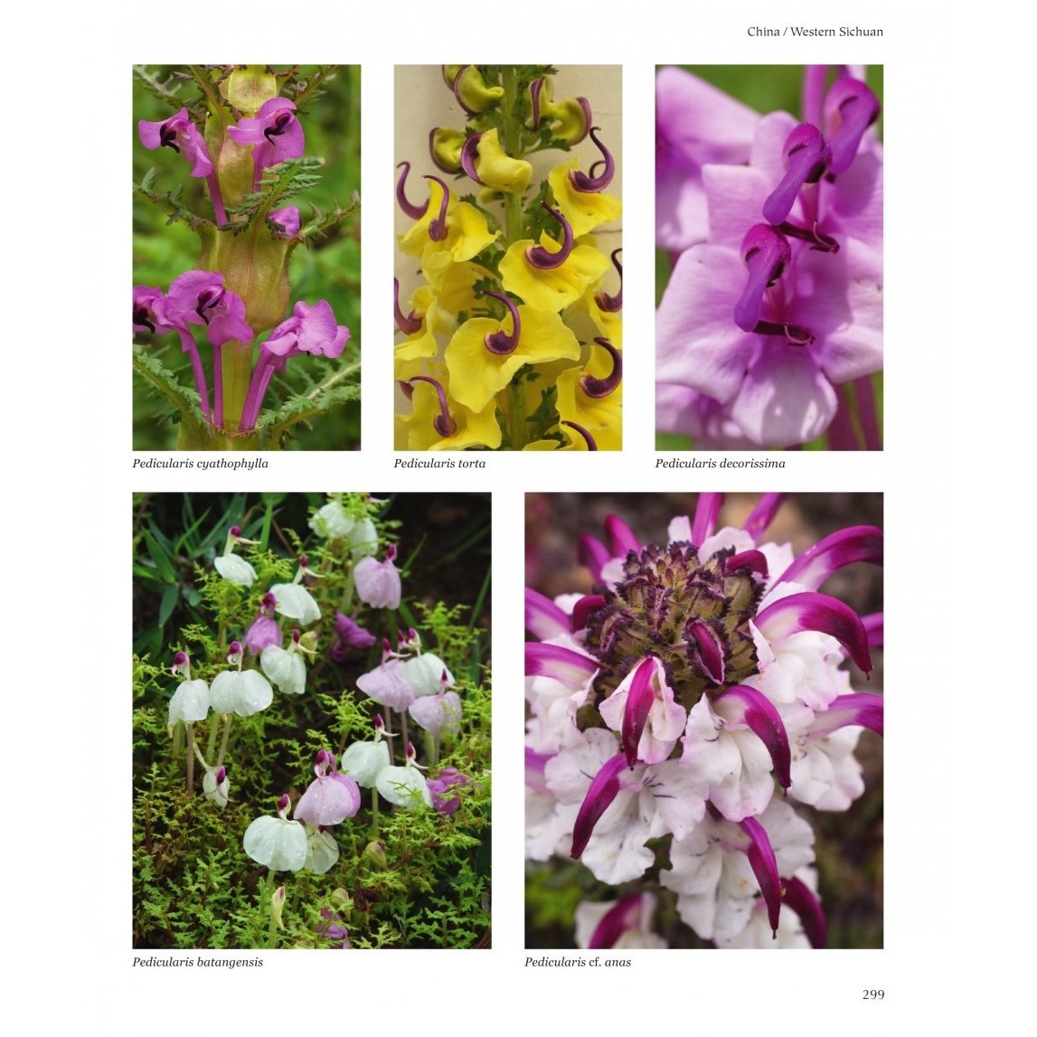 Flora of the Silk Road - An Illustrated Guide