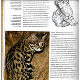 Wild Cats of the World