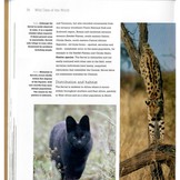 Wild Cats of the World