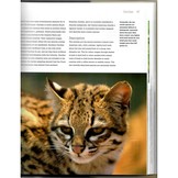 Wild Cats of the World