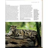 Wild Cats of the World