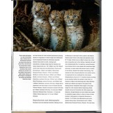 Wild Cats of the World