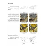 Handbook of the Bees of the British Isles (2-Volume Set)