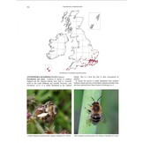 Handbook of the Bees of the British Isles (2-Volume Set)