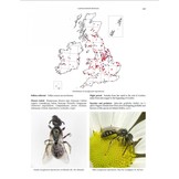 Handbook of the Bees of the British Isles (2-Volume Set)