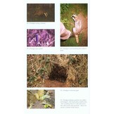 Badger Behaviour, Conservation and Rehabilitation - 70 Years of Getting to Know Badgers