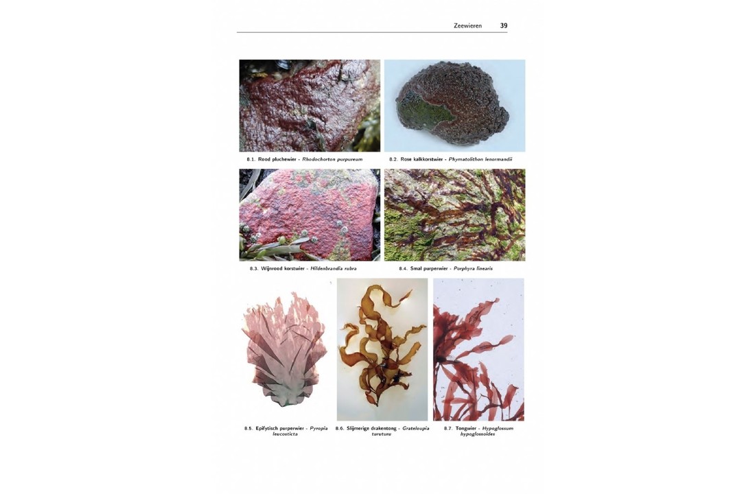 Zeeboek - Determinatietabellen voor de flora en fauna van de Nederlandse kust