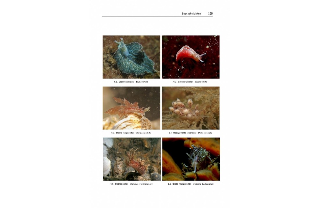 Zeeboek - Determinatietabellen voor de flora en fauna van de Nederlandse kust