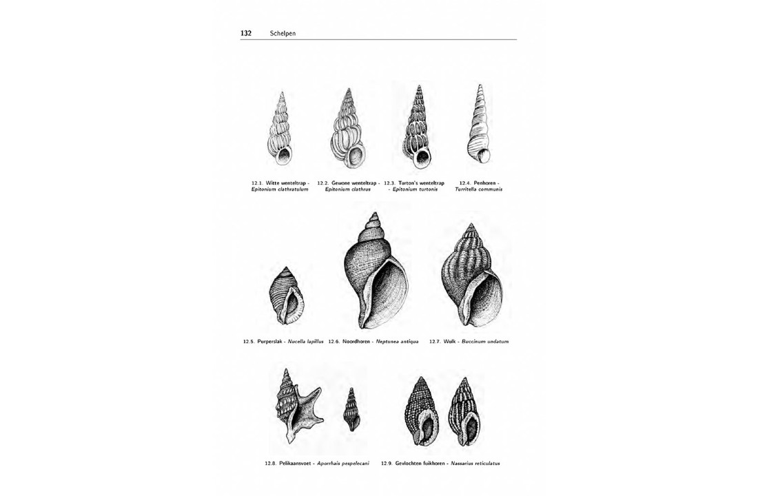 Zeeboek - Determinatietabellen voor de flora en fauna van de Nederlandse kust