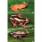 Field Guide to the Frogs & Other Amphibians of Africa