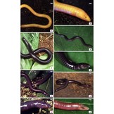 Field Guide to the Frogs & Other Amphibians of Africa