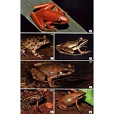 Field Guide to the Frogs & Other Amphibians of Africa