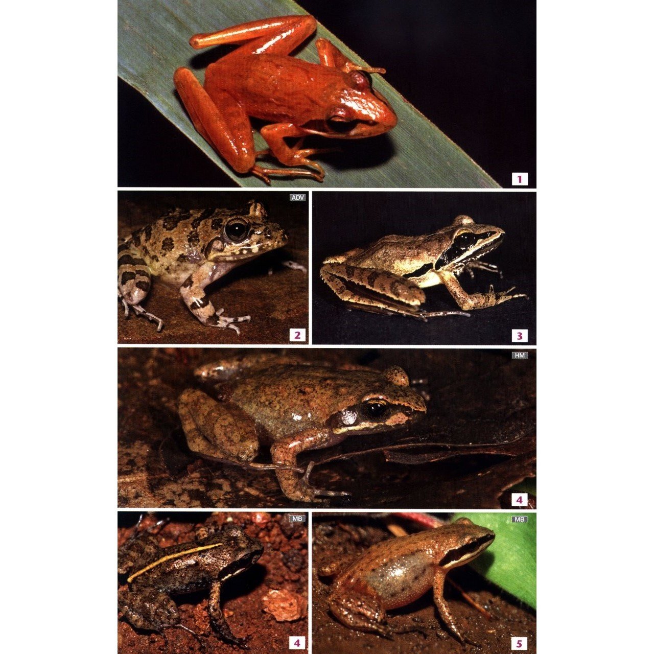 Field Guide to the Frogs & Other Amphibians of Africa - Veldshop.nl