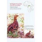 Terrestrial Gamebirds & Snipes of Africa - Guineafowls, Francolins, Quails, Sandgrouse & Snipes