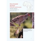 Terrestrial Gamebirds & Snipes of Africa - Guineafowls, Francolins, Quails, Sandgrouse & Snipes