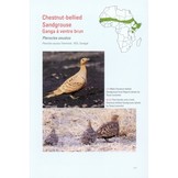 Terrestrial Gamebirds & Snipes of Africa - Guineafowls, Francolins, Quails, Sandgrouse & Snipes