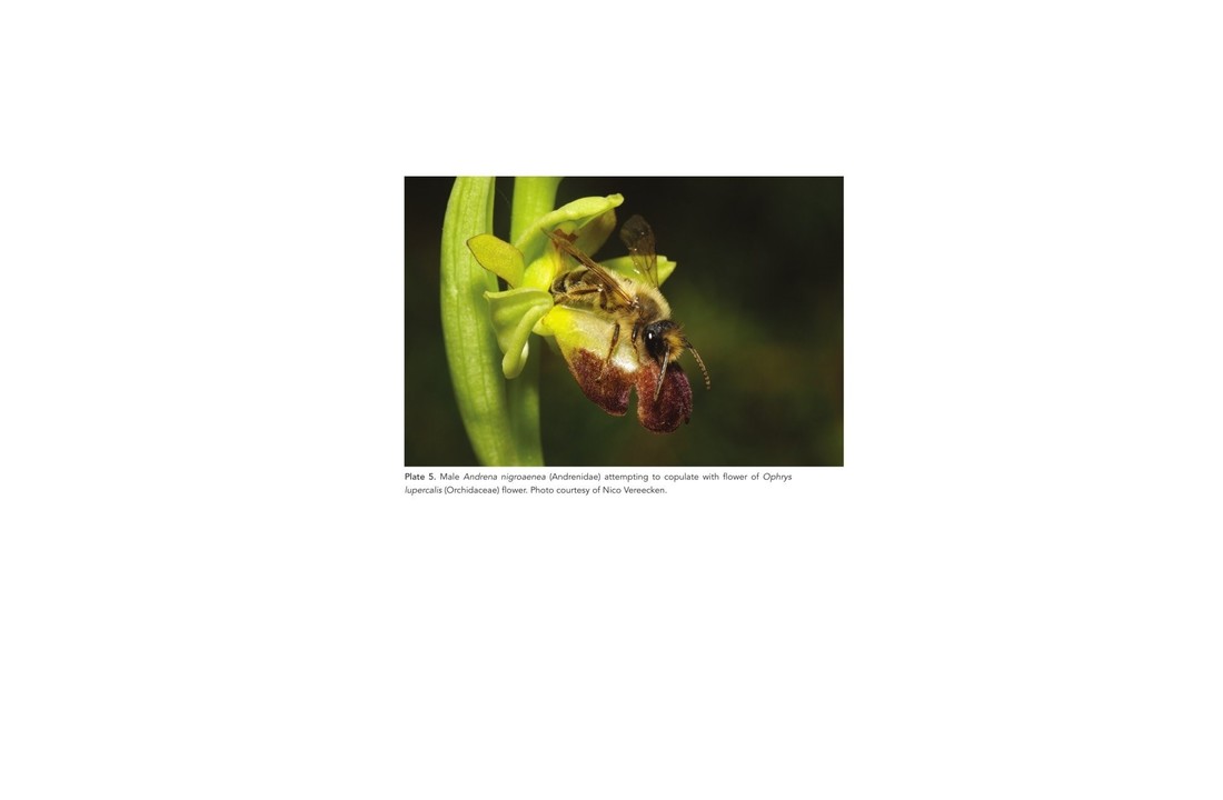 The Solitary Bees - Biology, Evolution , Conservation
